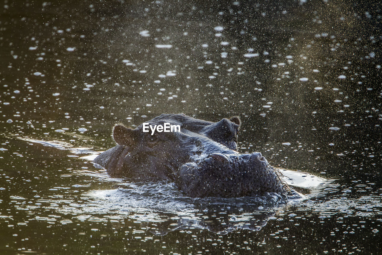 High angle view of turtle swimming in lake