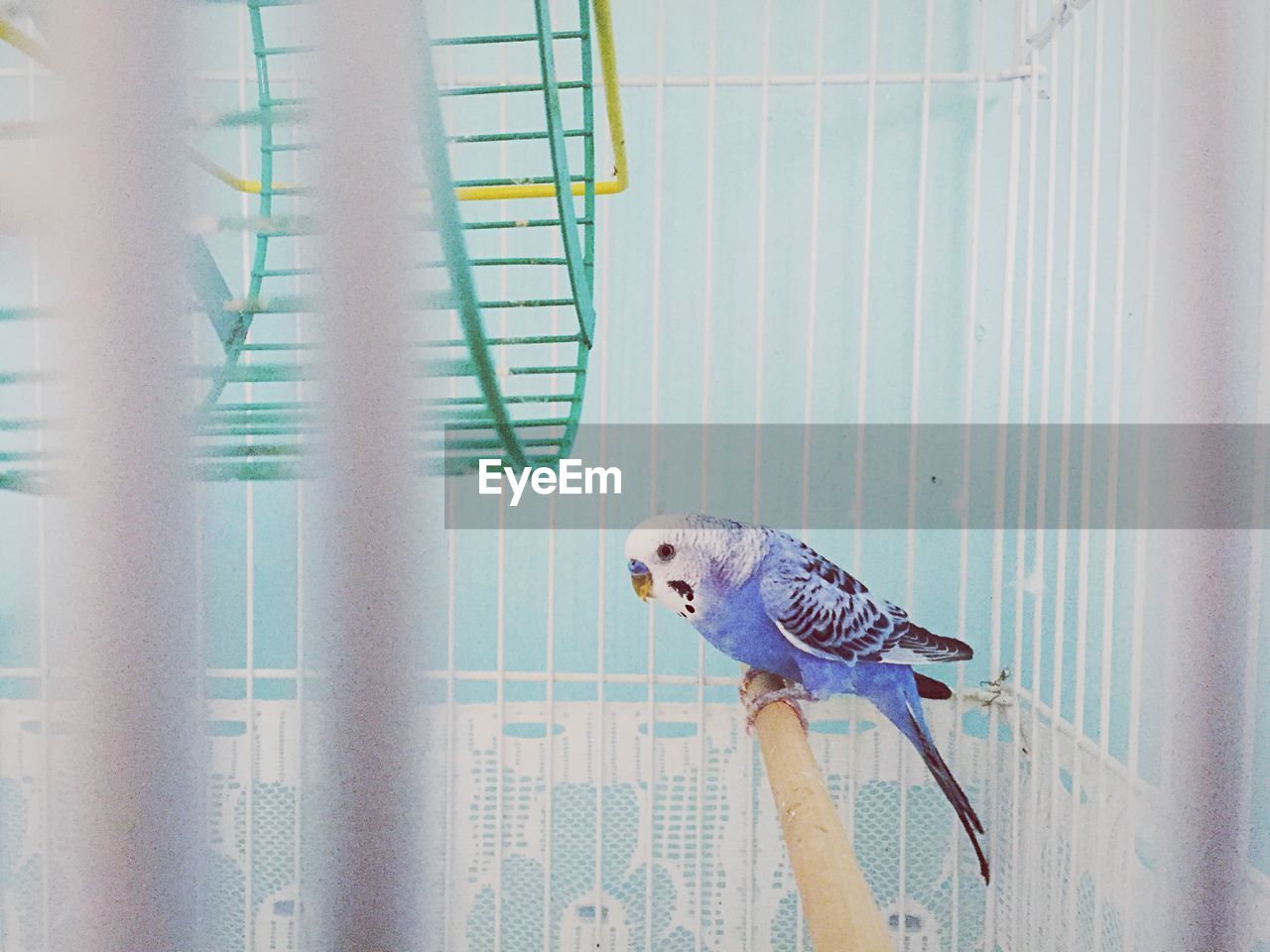 Budgerigar in cage