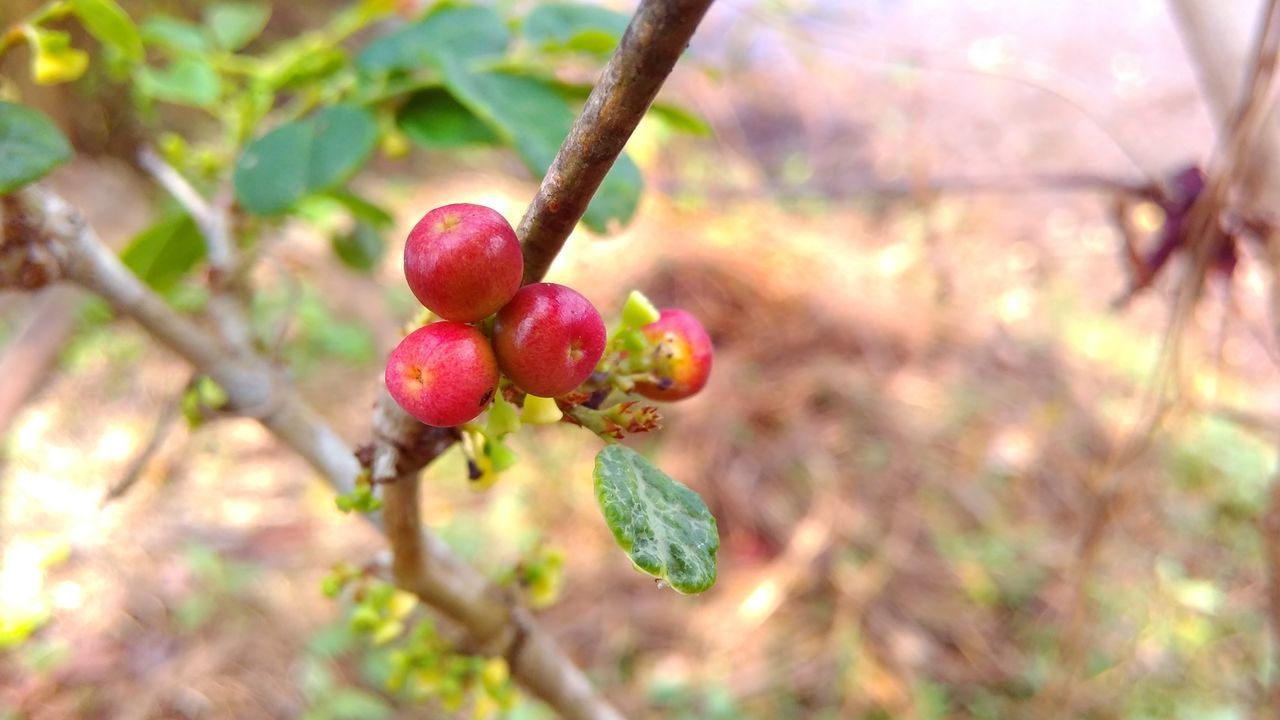CLOSE-UP OF BERRIES GROWING ON PLANT