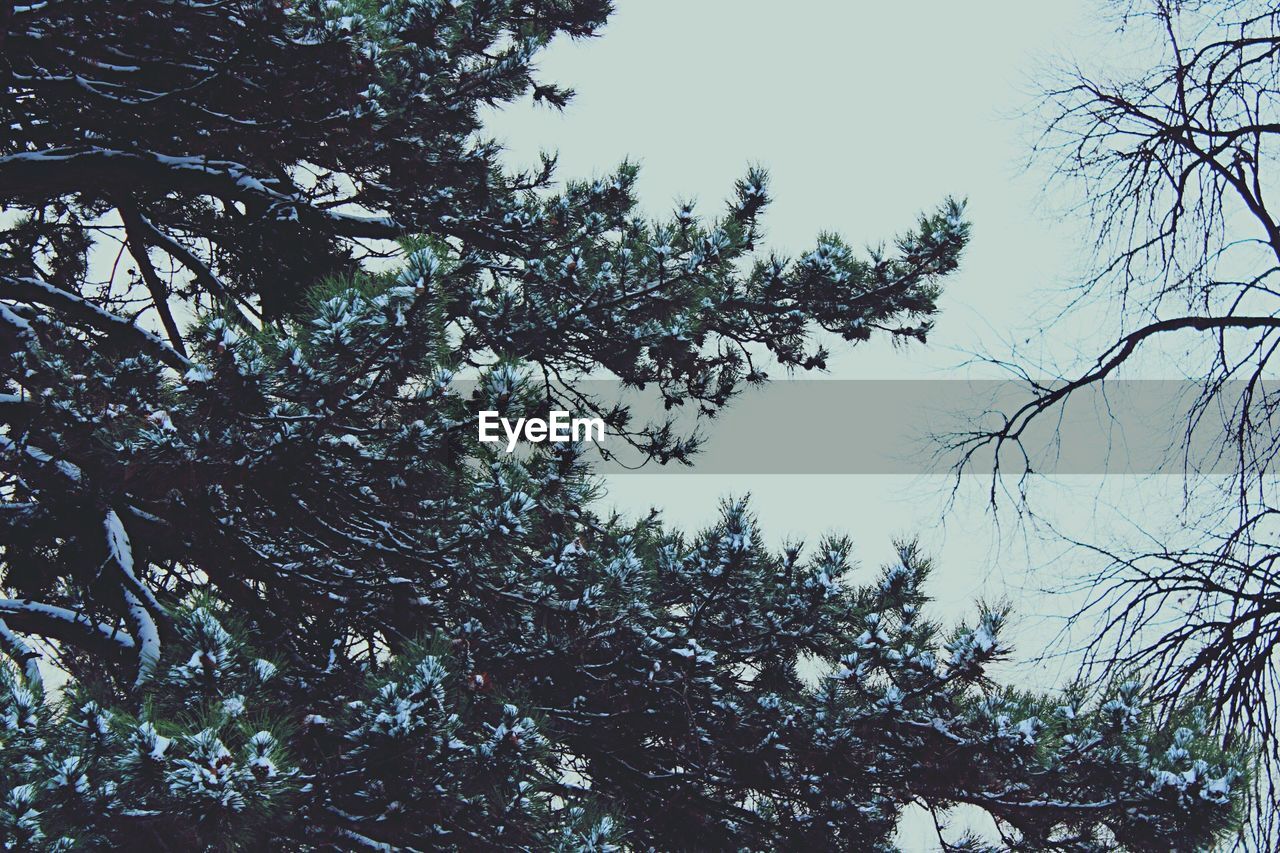 LOW ANGLE VIEW OF TREES AGAINST SKY