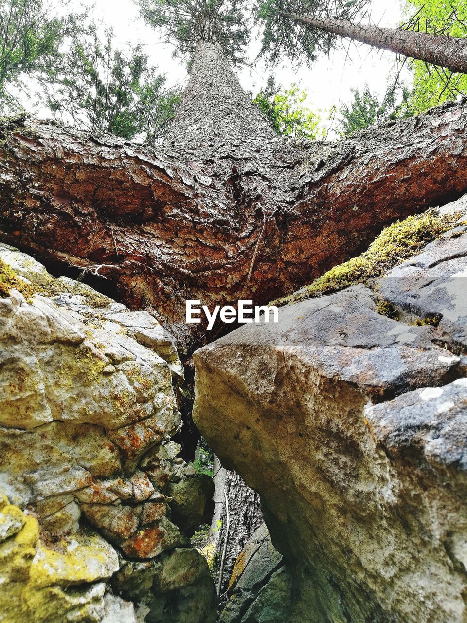 CLOSE-UP OF TREE TRUNK AGAINST SKY