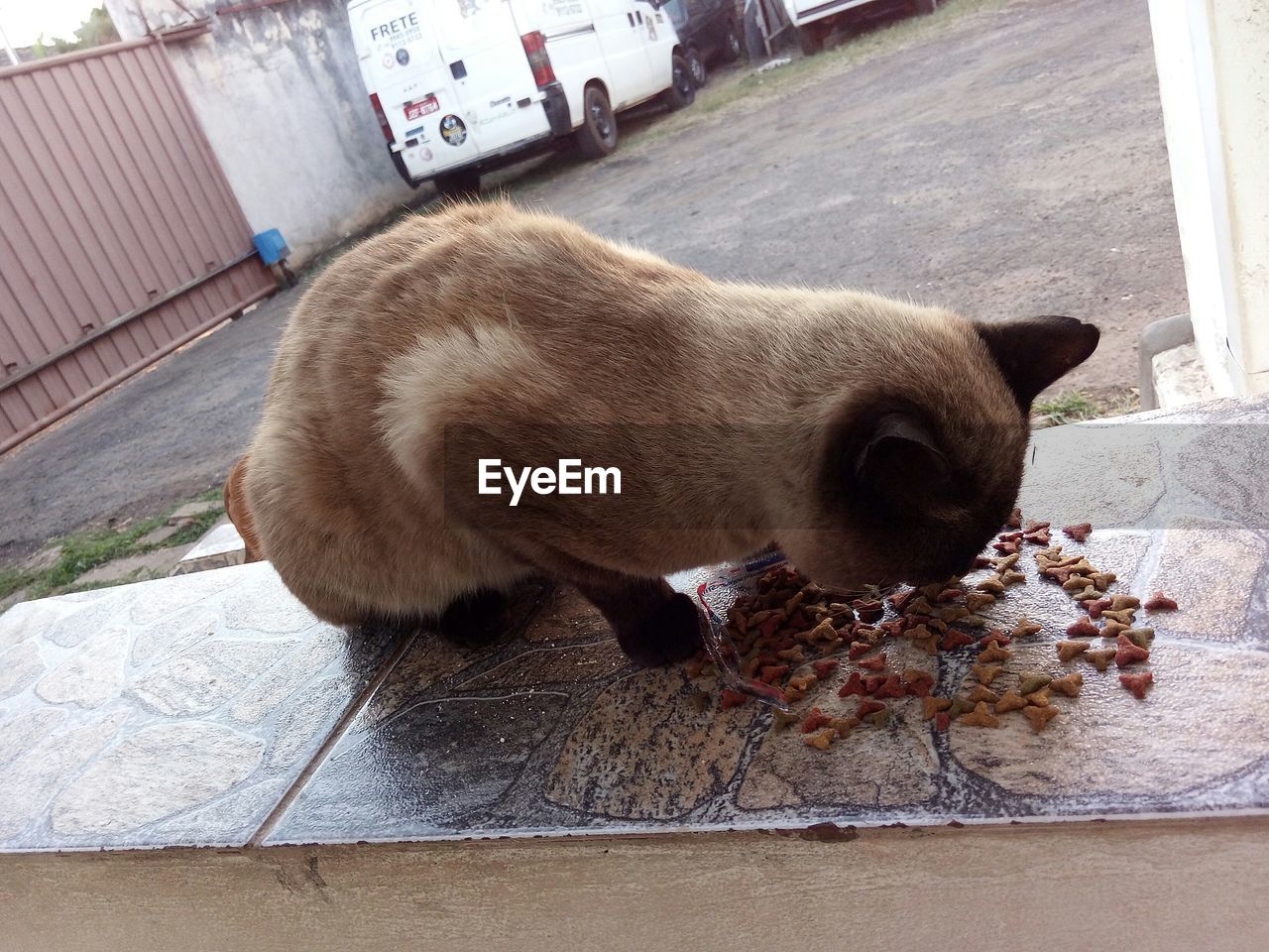 CLOSE-UP OF A CAT SLEEPING ON TABLE