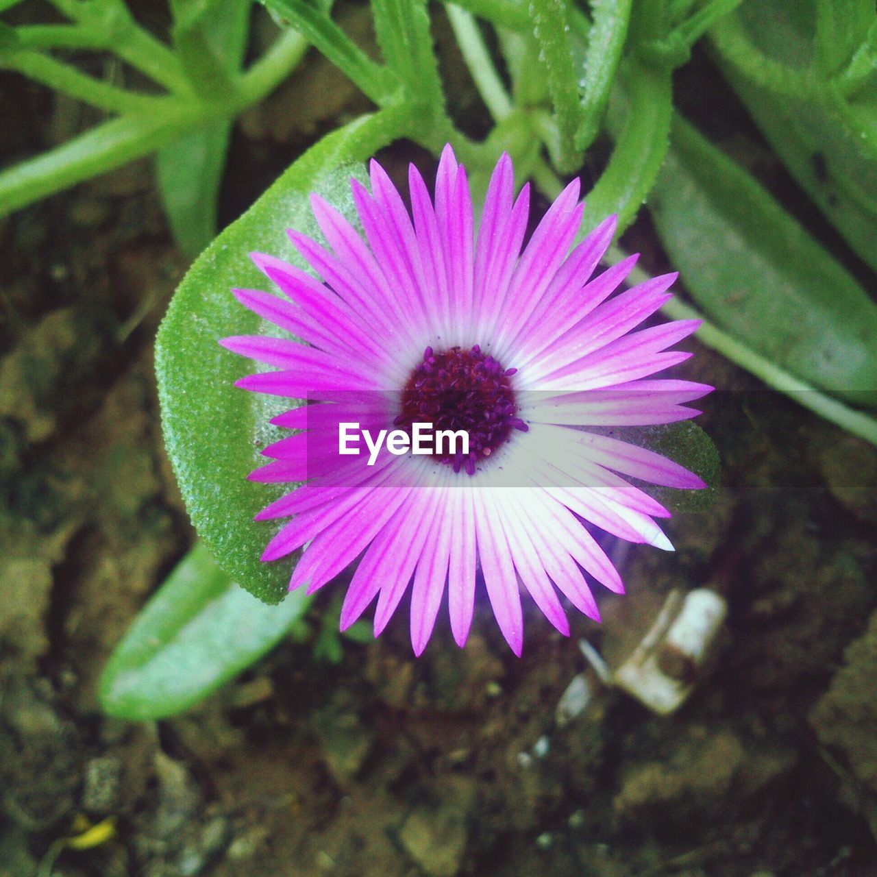 High angle view of pink daisy flower