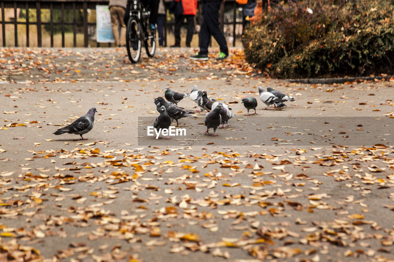 Pigeons amidst autumn leaves in park