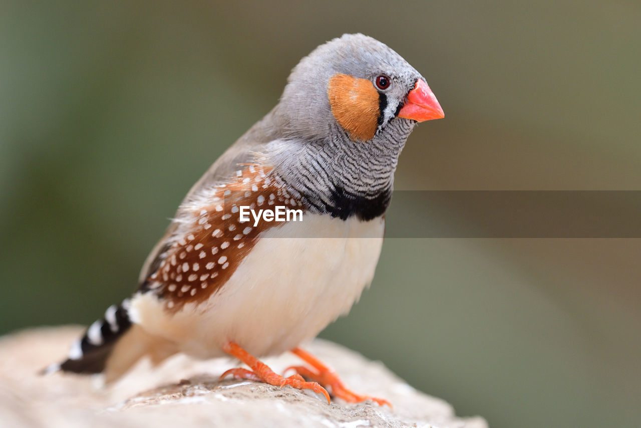 Close-up of a zebra finch