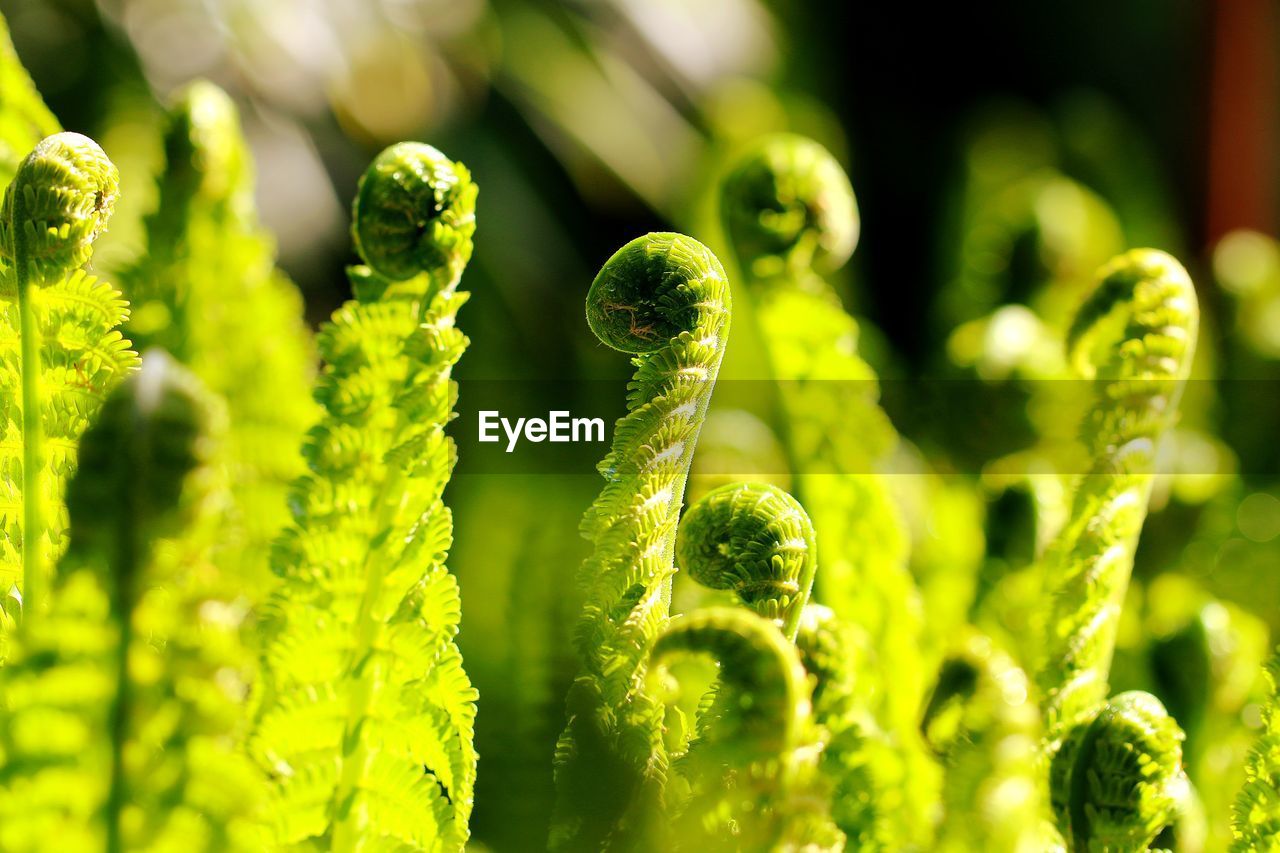 Close-up of fern growing on plant