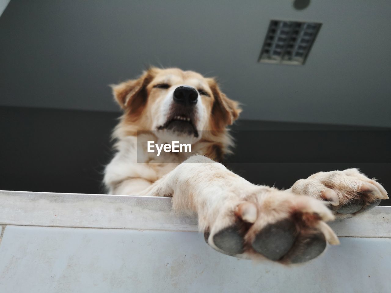 Close-up of a dog resting