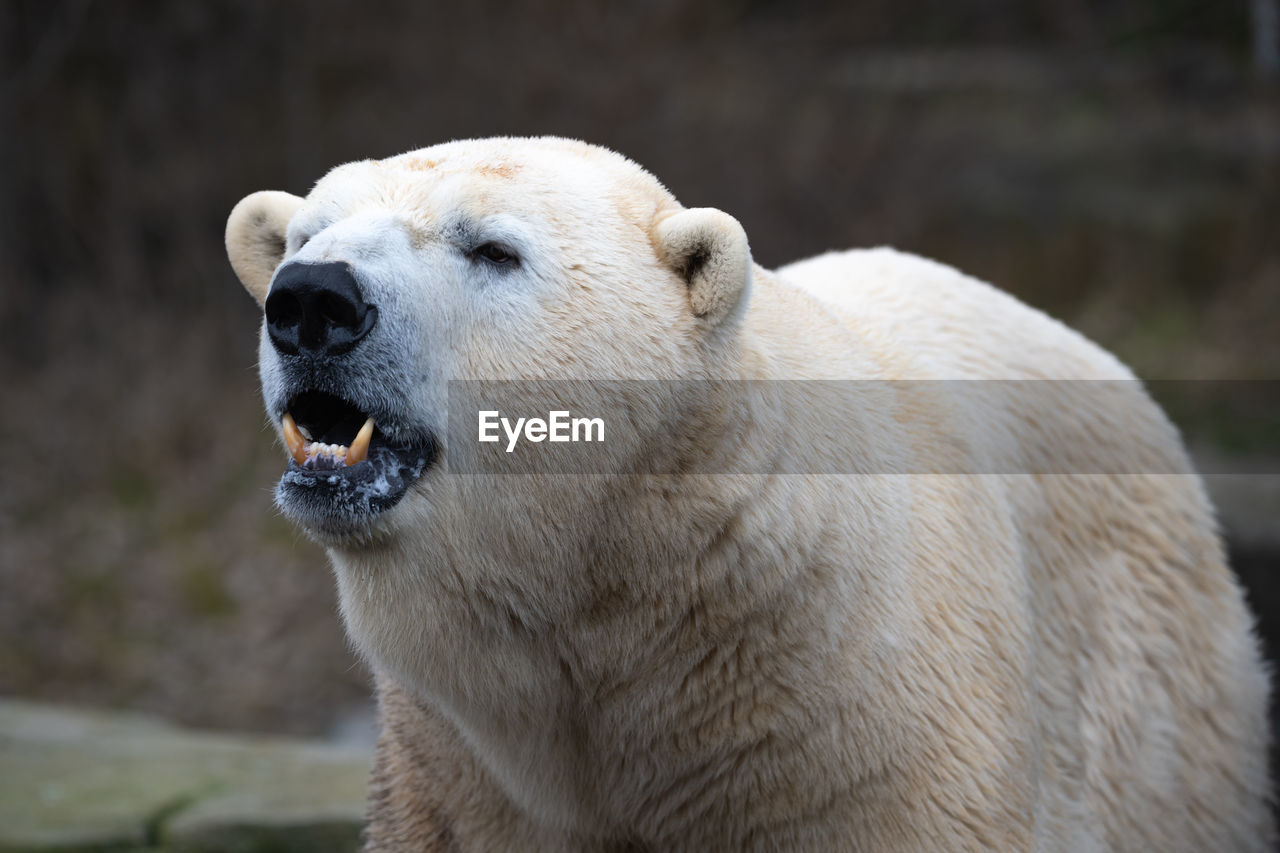 animal themes, animal, one animal, polar bear, mammal, animal wildlife, wildlife, bear, animal body part, no people, nature, portrait, animal head, zoo, outdoors, white, close-up, focus on foreground, mouth open, animal hair, anger