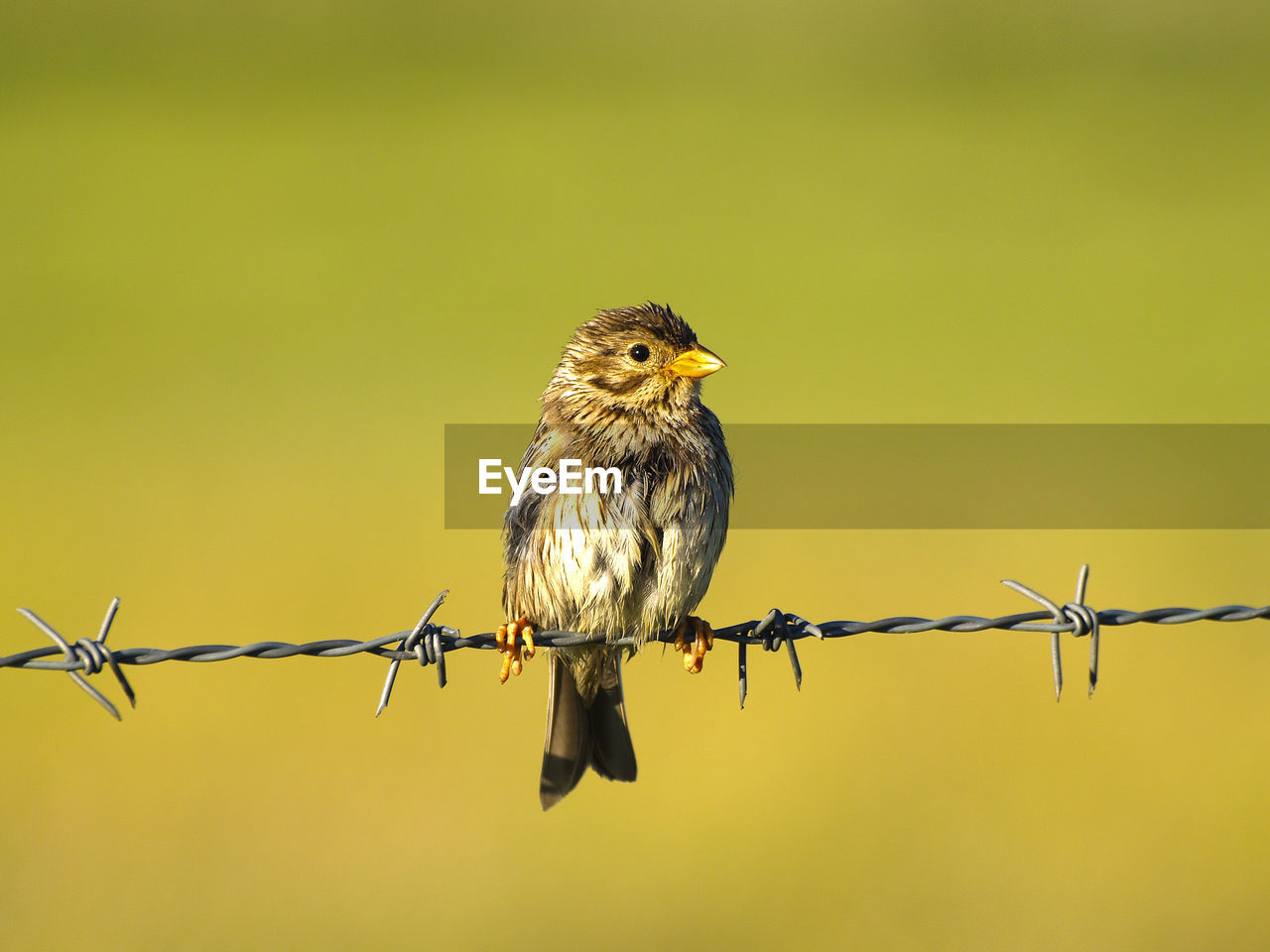 Close-up of bird perching on barbed wire fence