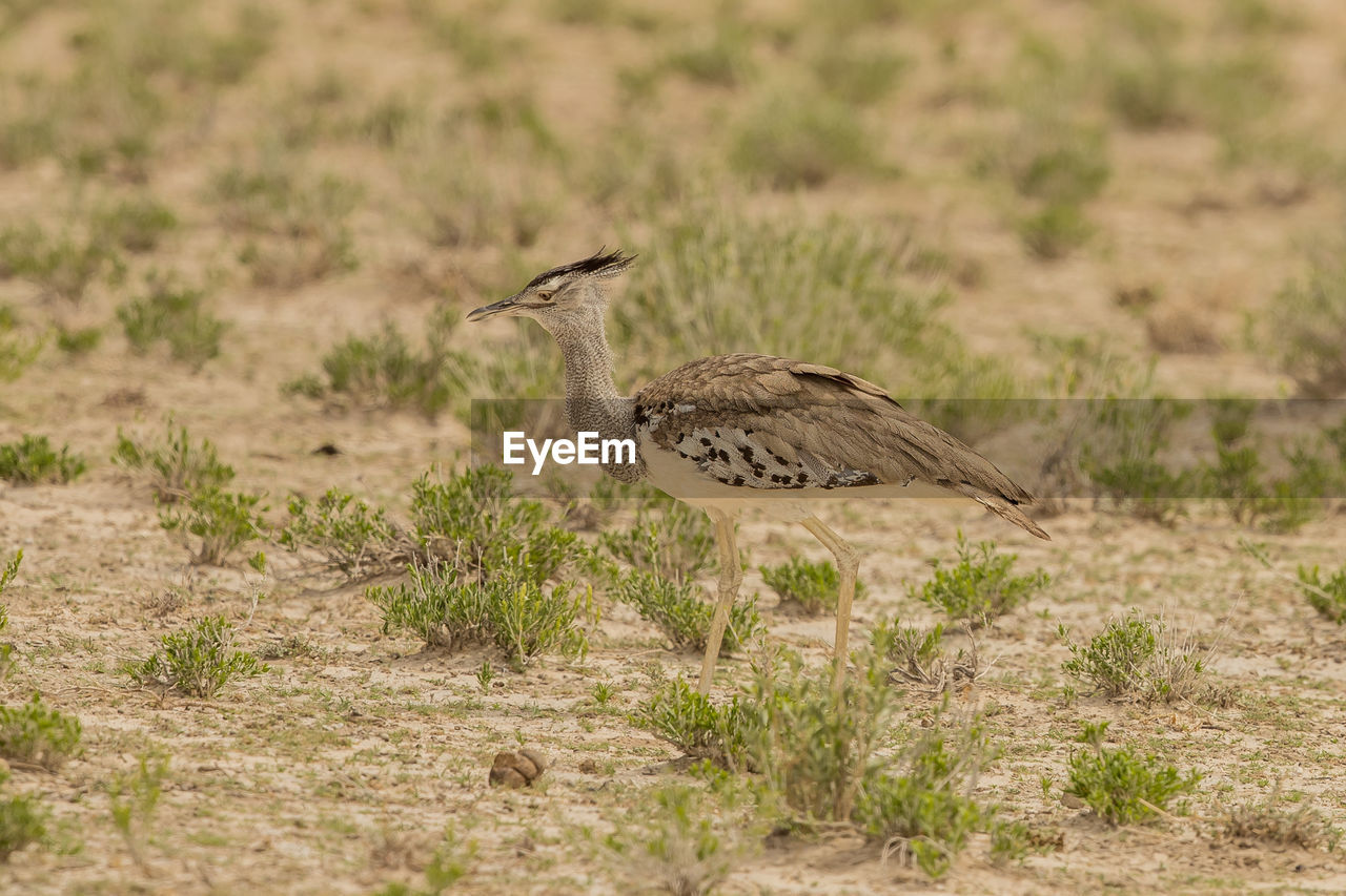 Close-up of bird standing on land