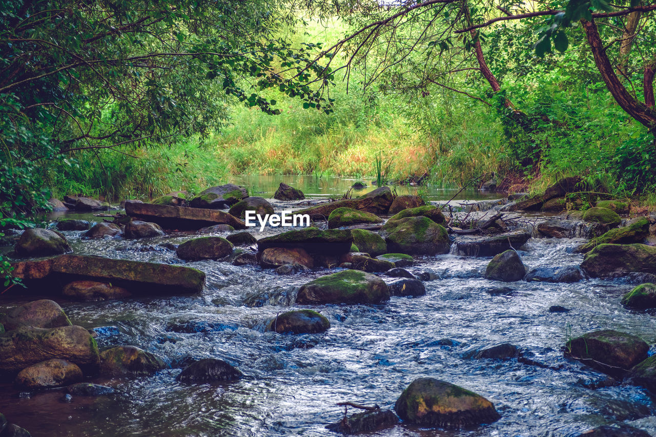 SCENIC VIEW OF STREAM IN FOREST