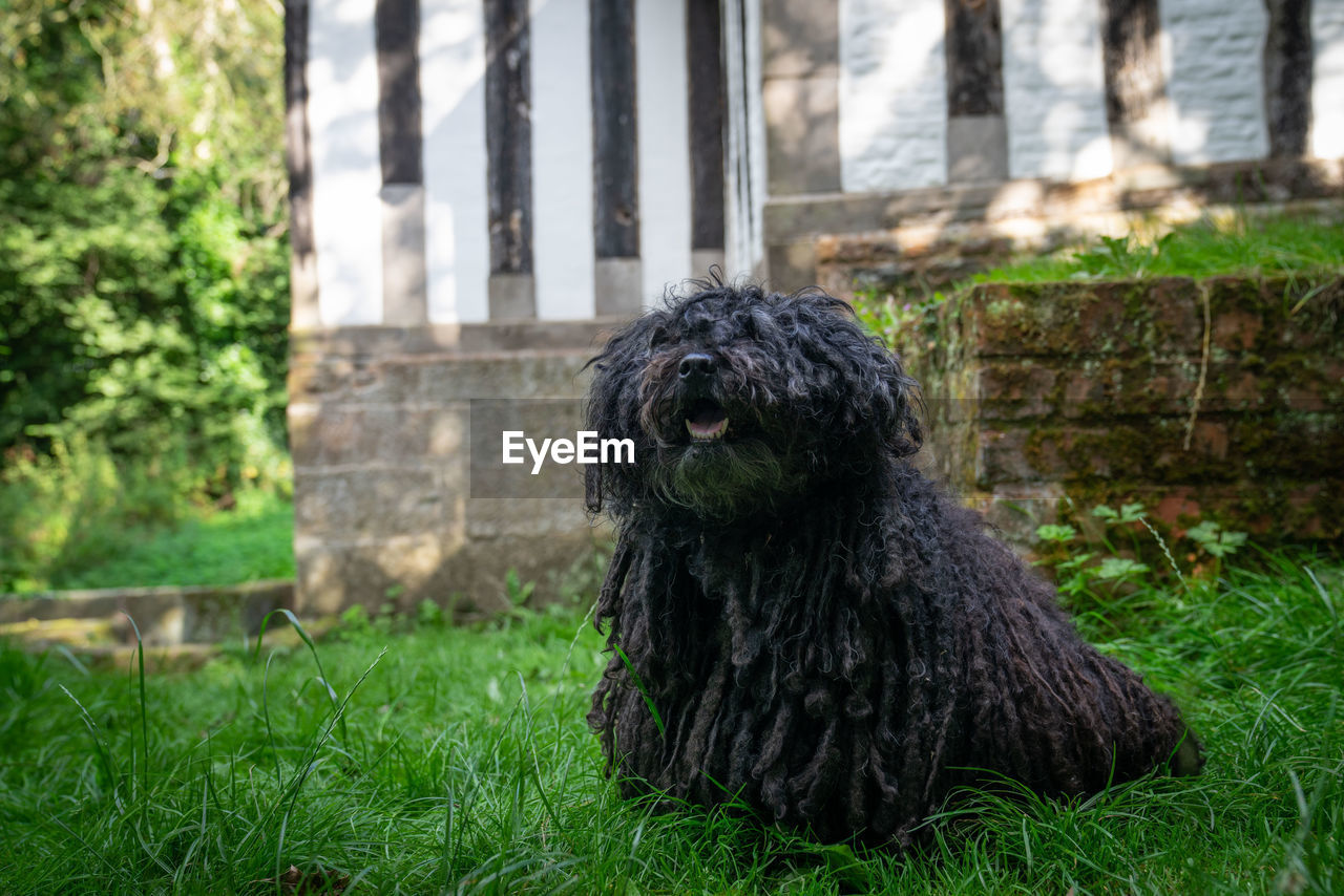 Happy dog in front of cottage