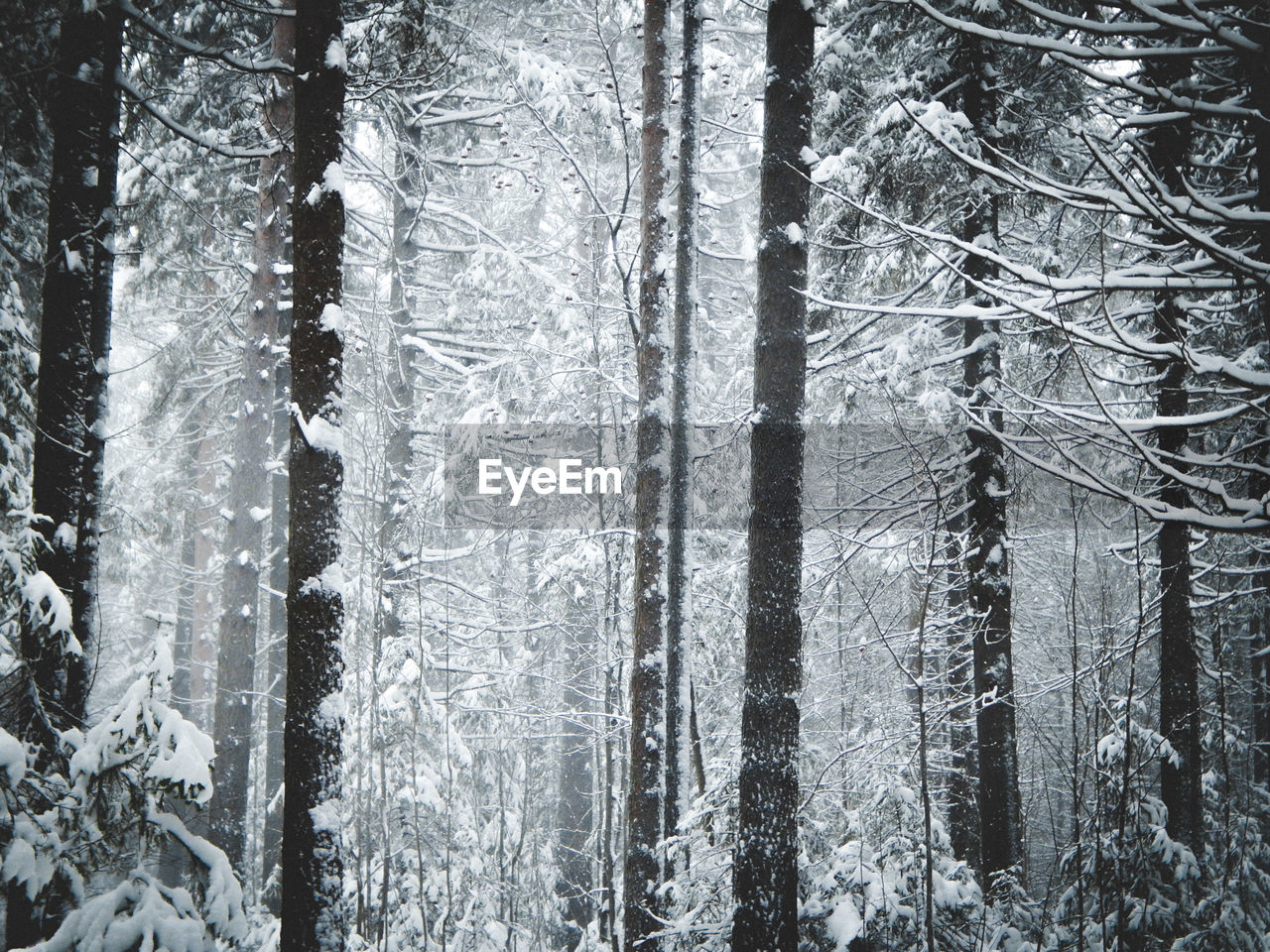 Pine trees in forest during winter