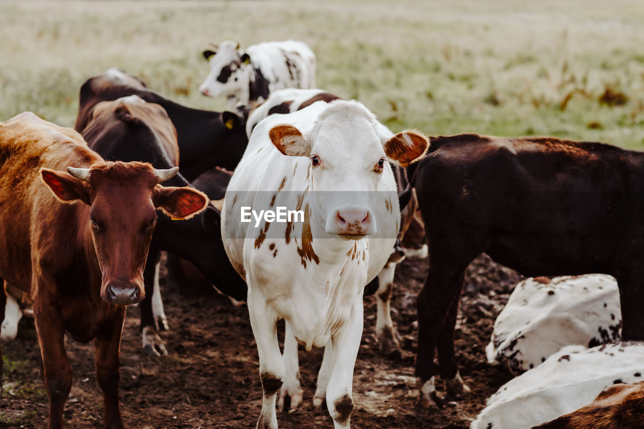 Cows on field