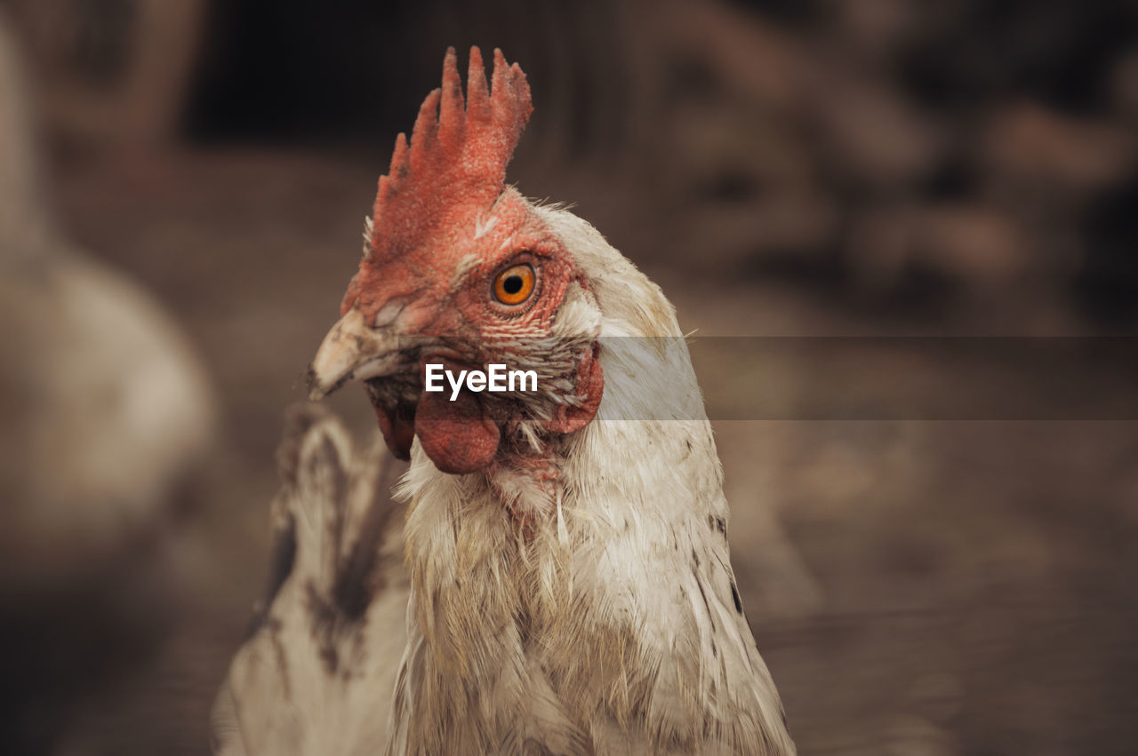 Close up of a chicken