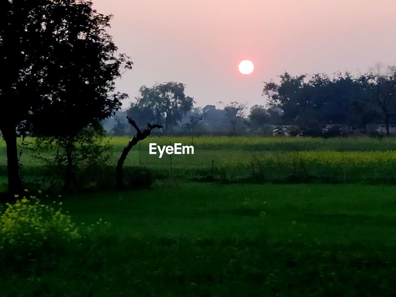 SCENIC VIEW OF FIELD AGAINST SKY AT SUNSET