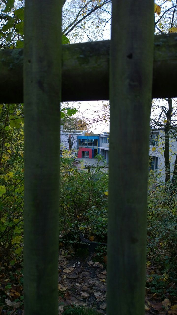 VIEW OF TREES