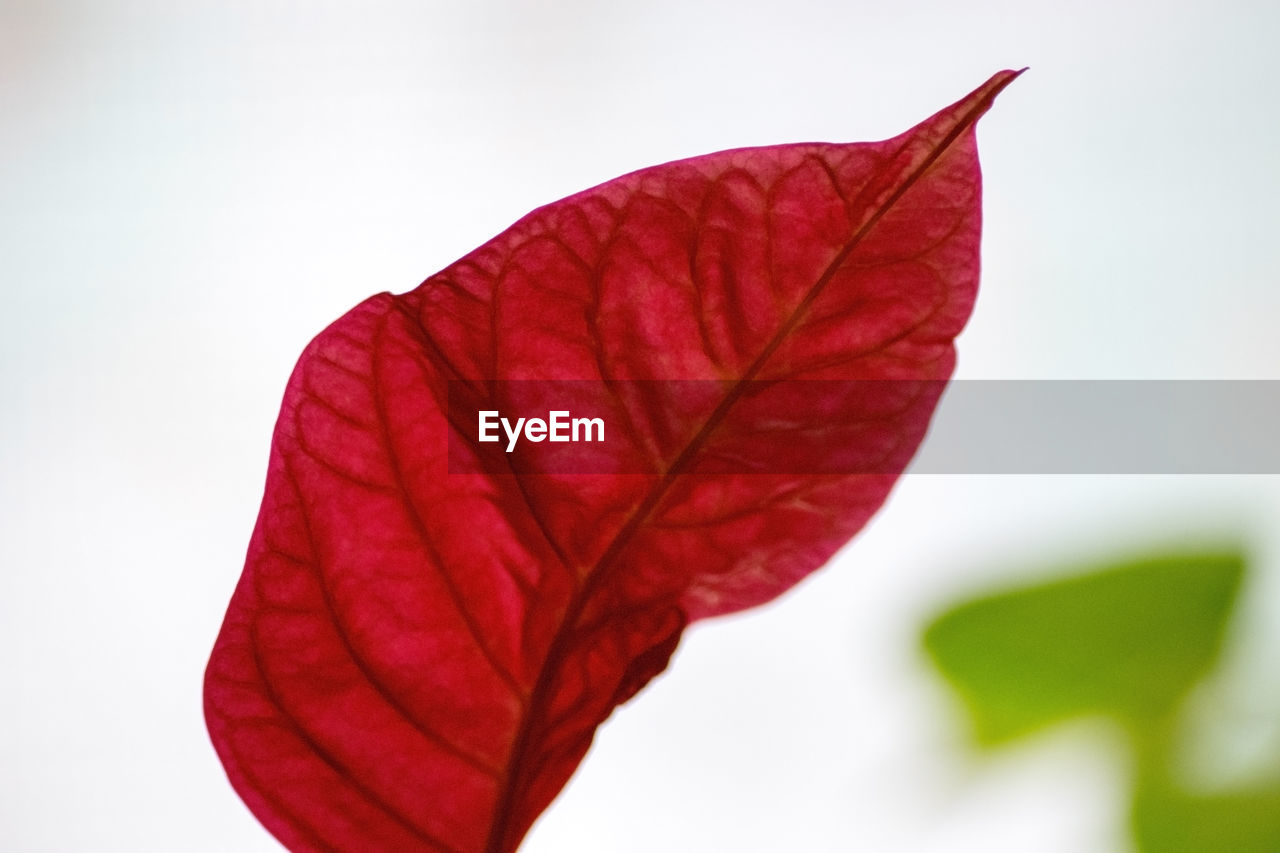 CLOSE-UP OF RED MAPLE LEAF ON WHITE BACKGROUND