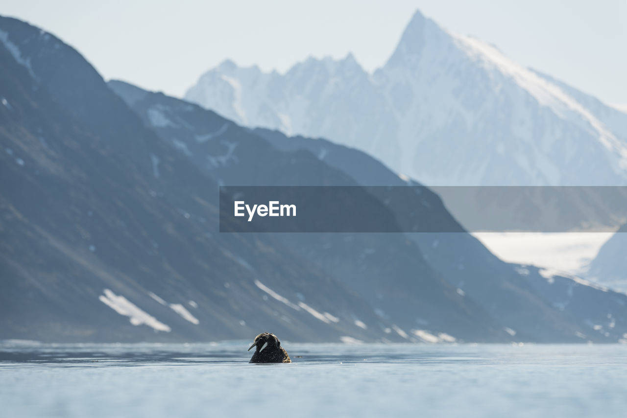 Walrus looking up from the water at smeerenberg on amsterdamøya, albert i land, svalbard.