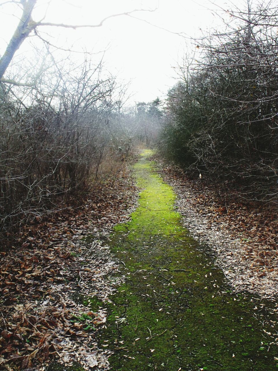 Narrow pathway along bare trees