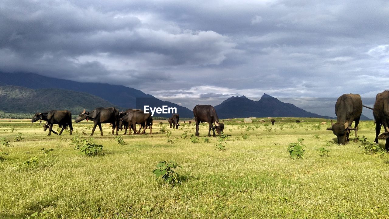 Cows grazing on field against sky