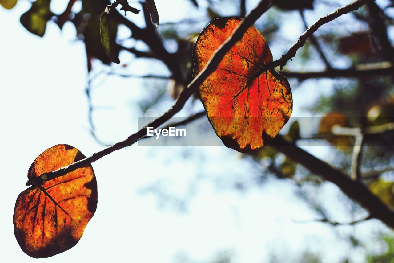 LOW ANGLE VIEW OF ORANGE LEAF ON TREE BRANCH