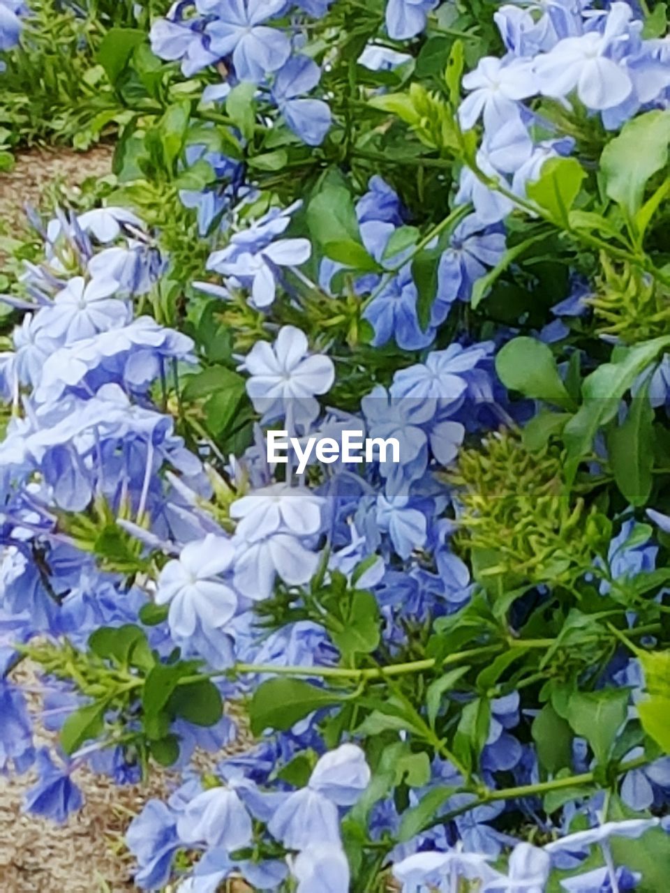 FULL FRAME SHOT OF PURPLE FLOWERS BLOOMING