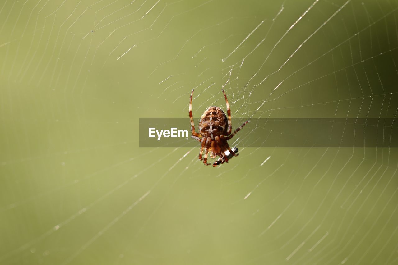 CLOSE-UP OF SPIDER