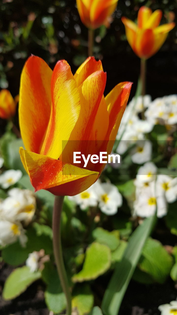 CLOSE-UP OF ORANGE FLOWERS