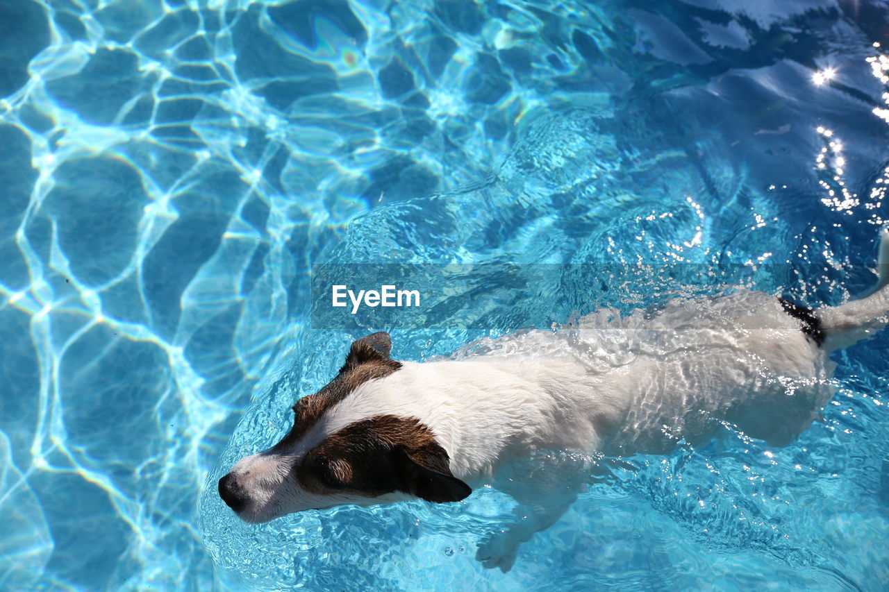 Dog swimming in backyard pool on a hot summer sunny day