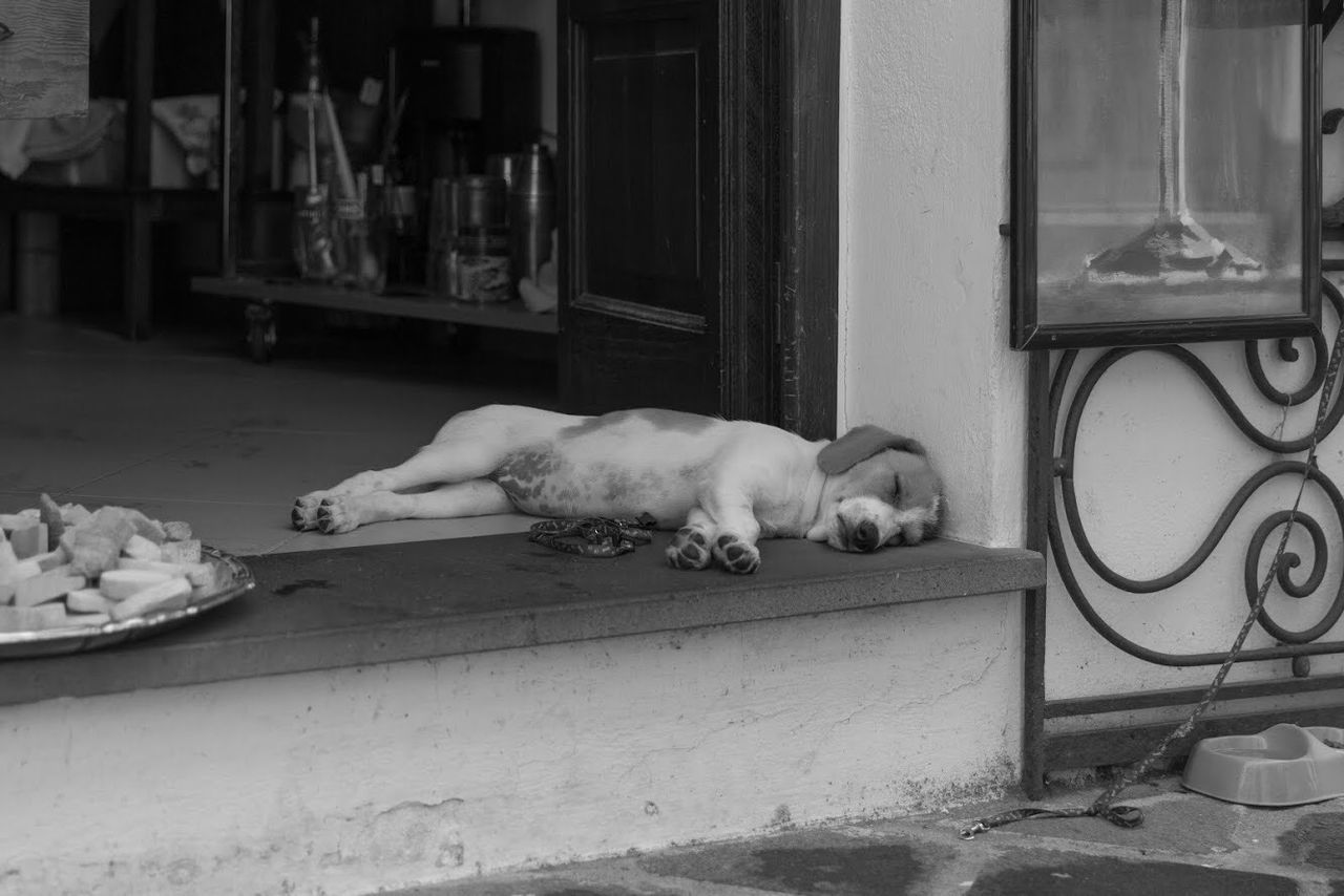 Dog relaxing by gate of house