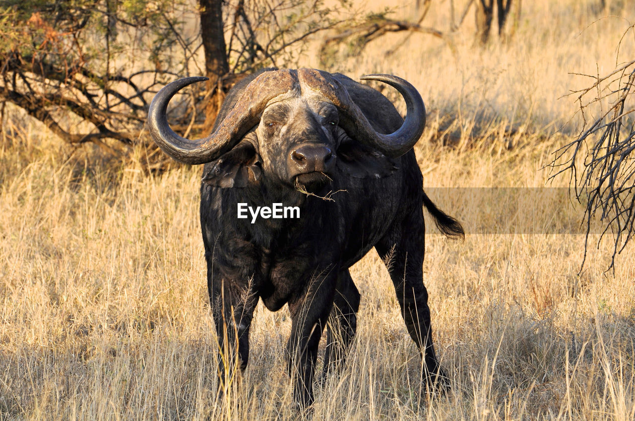 African cape buffalo, africa