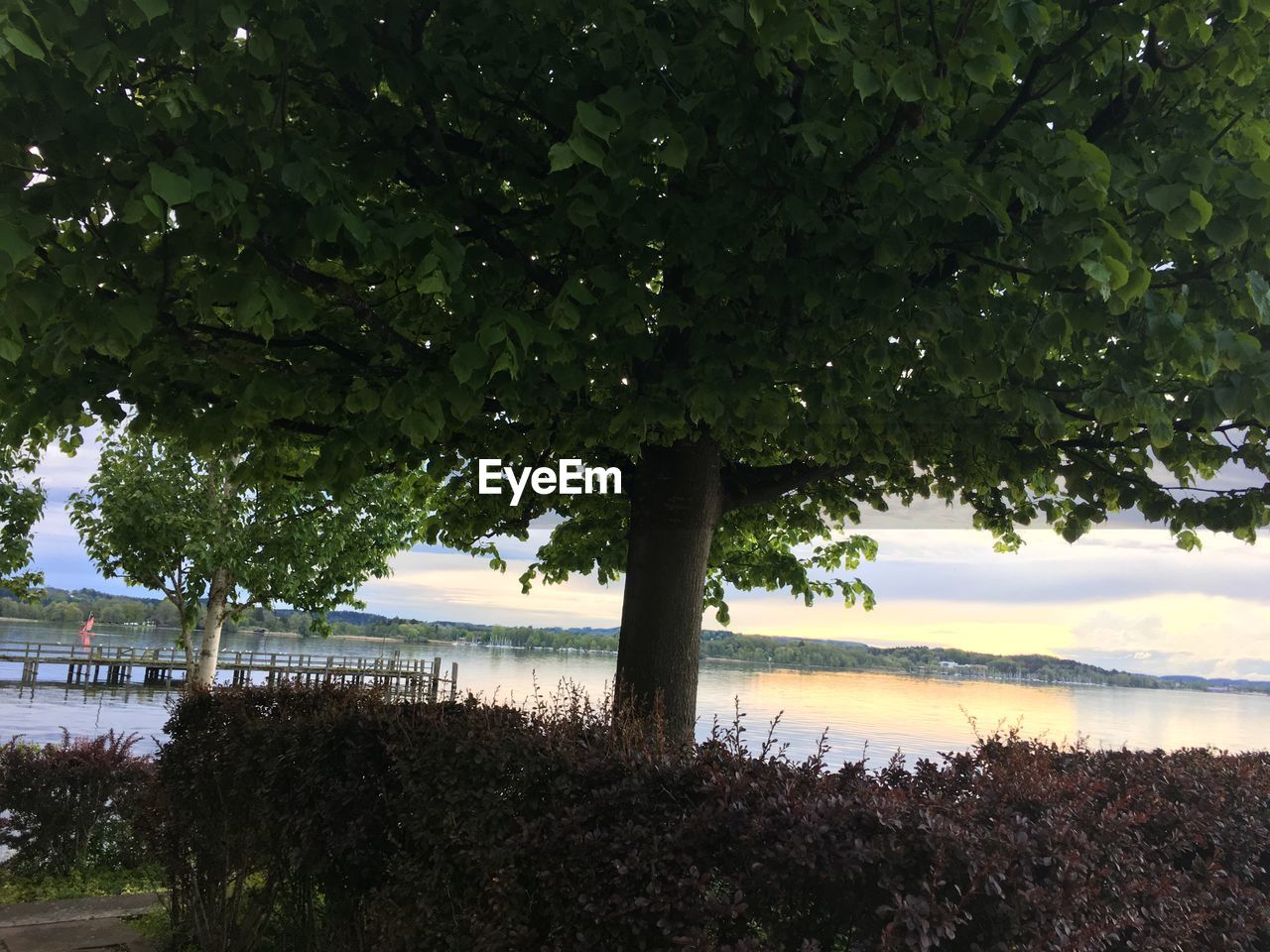 TREES ON BEACH AGAINST SKY