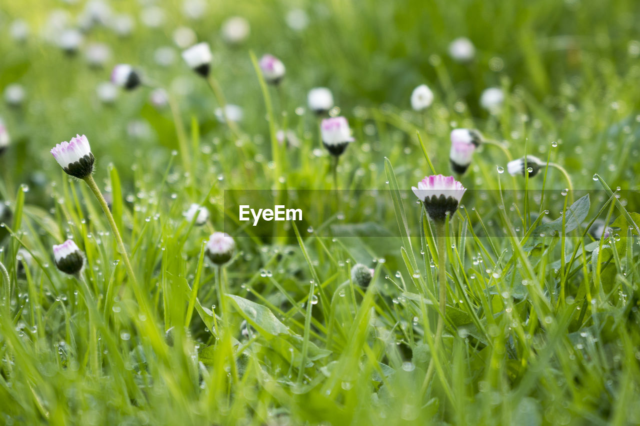 Close-up of wet purple flowers on field