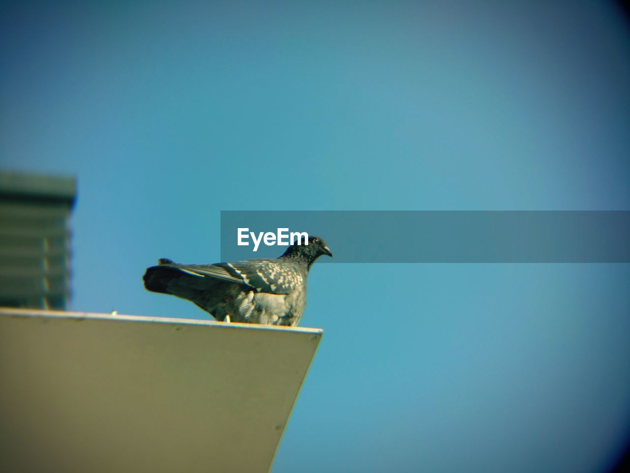 LOW ANGLE VIEW OF BIRD PERCHING ON CLEAR BLUE SKY