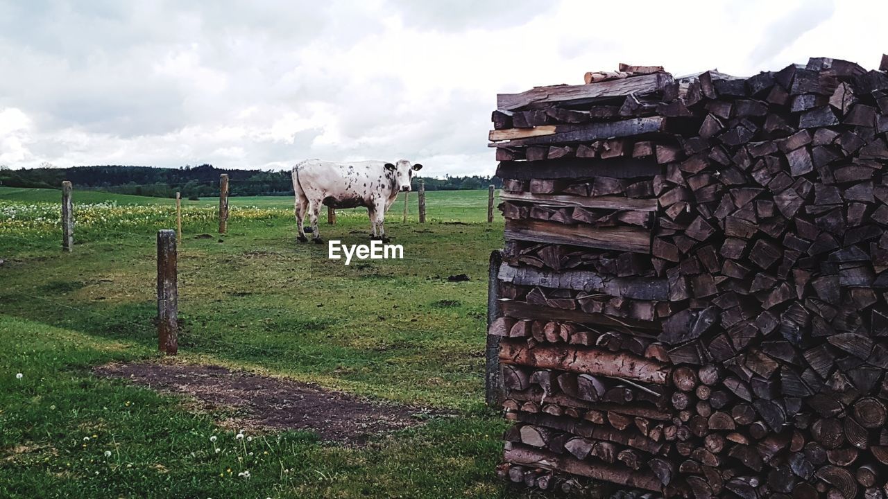 VIEW OF A STACK OF AN ANIMAL ON FIELD