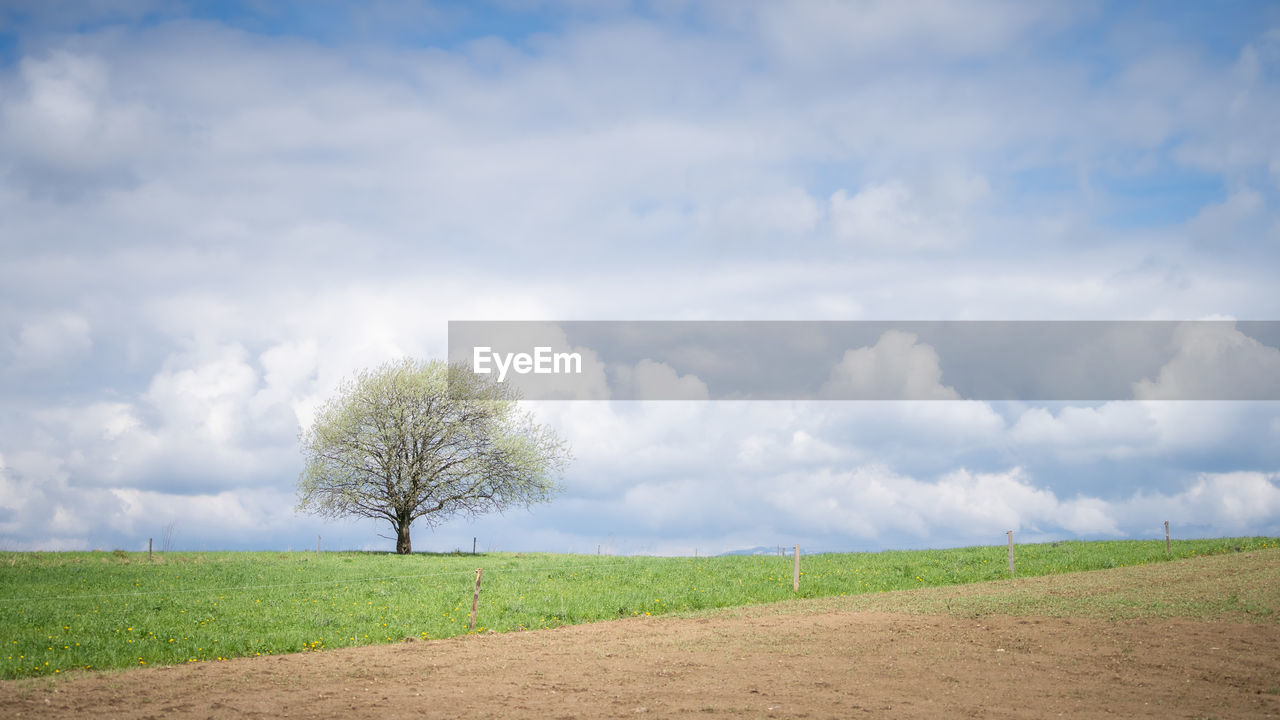 sky, cloud, horizon, field, plant, landscape, environment, plain, land, grass, tree, rural area, grassland, nature, prairie, beauty in nature, hill, agriculture, scenics - nature, rural scene, tranquility, day, tranquil scene, no people, soil, horizon over land, outdoors, growth, green, morning, natural environment, non-urban scene, wind, meadow, sunlight, cloudscape, farm, idyllic