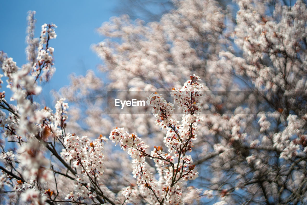 Low angle view of plum blossoms against sky