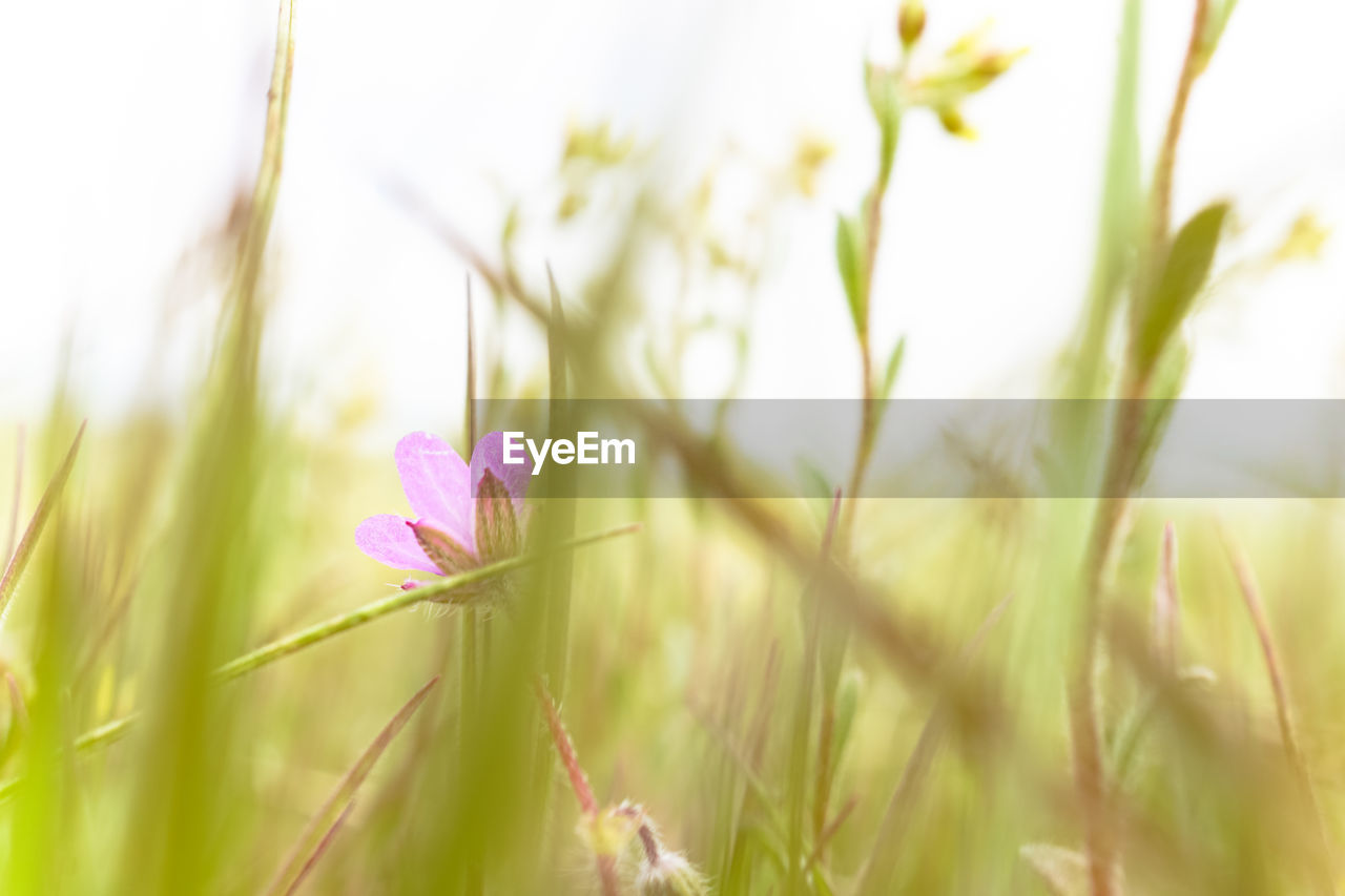 CLOSE-UP OF PLANT GROWING ON FIELD