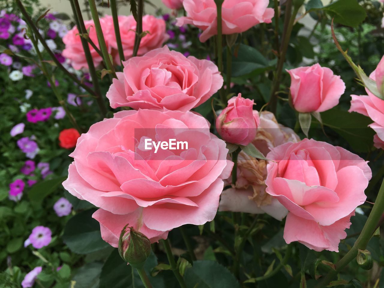 CLOSE-UP OF PINK FLOWERS