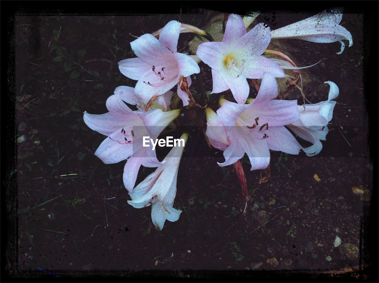 High angle view of pink flowers in yard