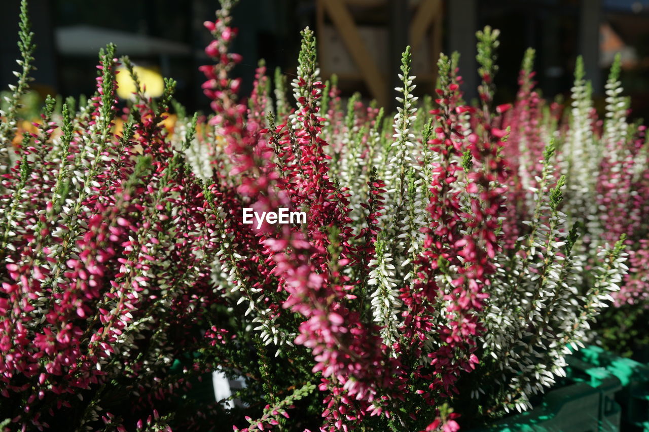 Close-up of pink flowering plants