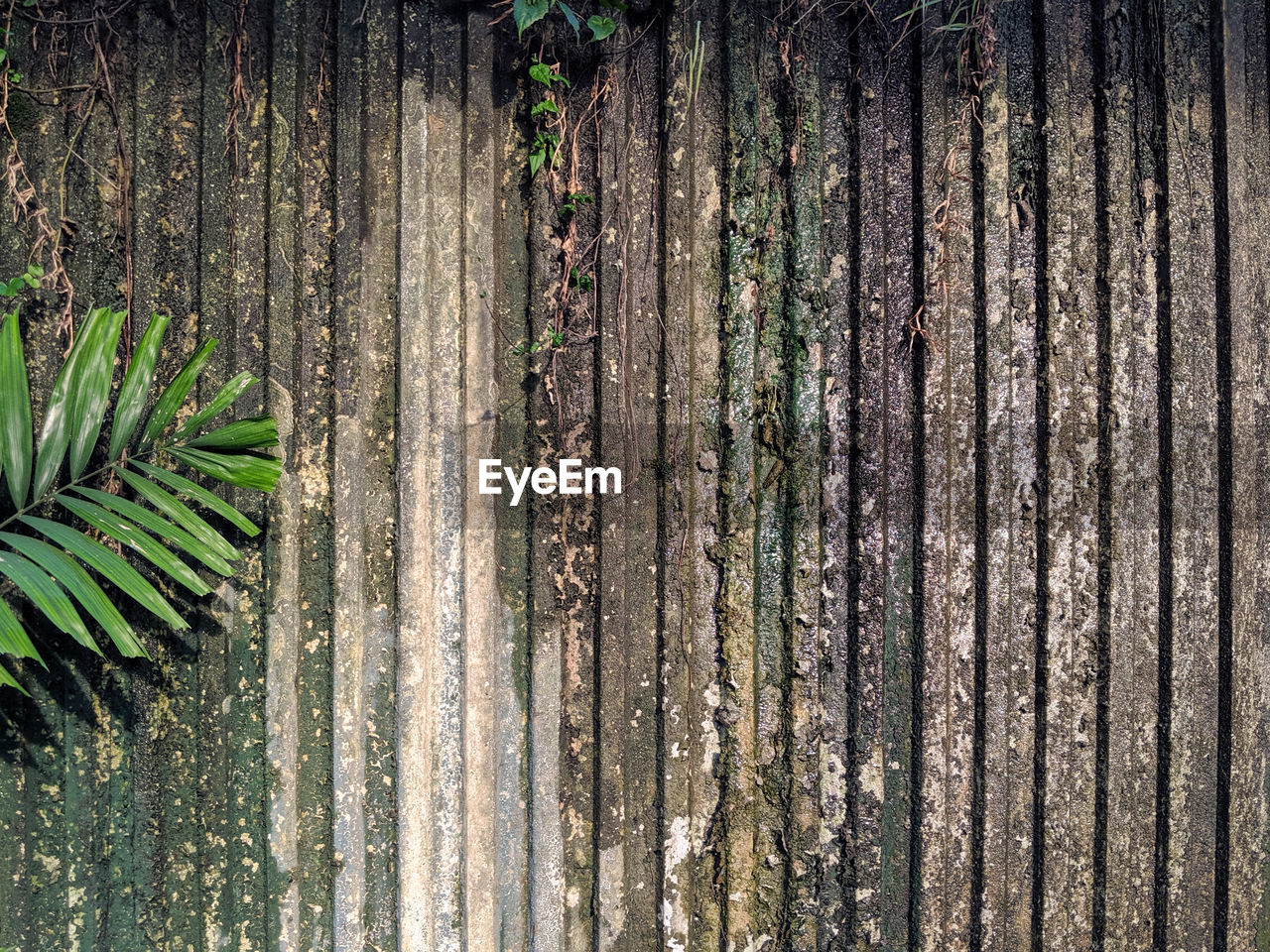 Full frame shot of moist concrete wall with moss and leaves