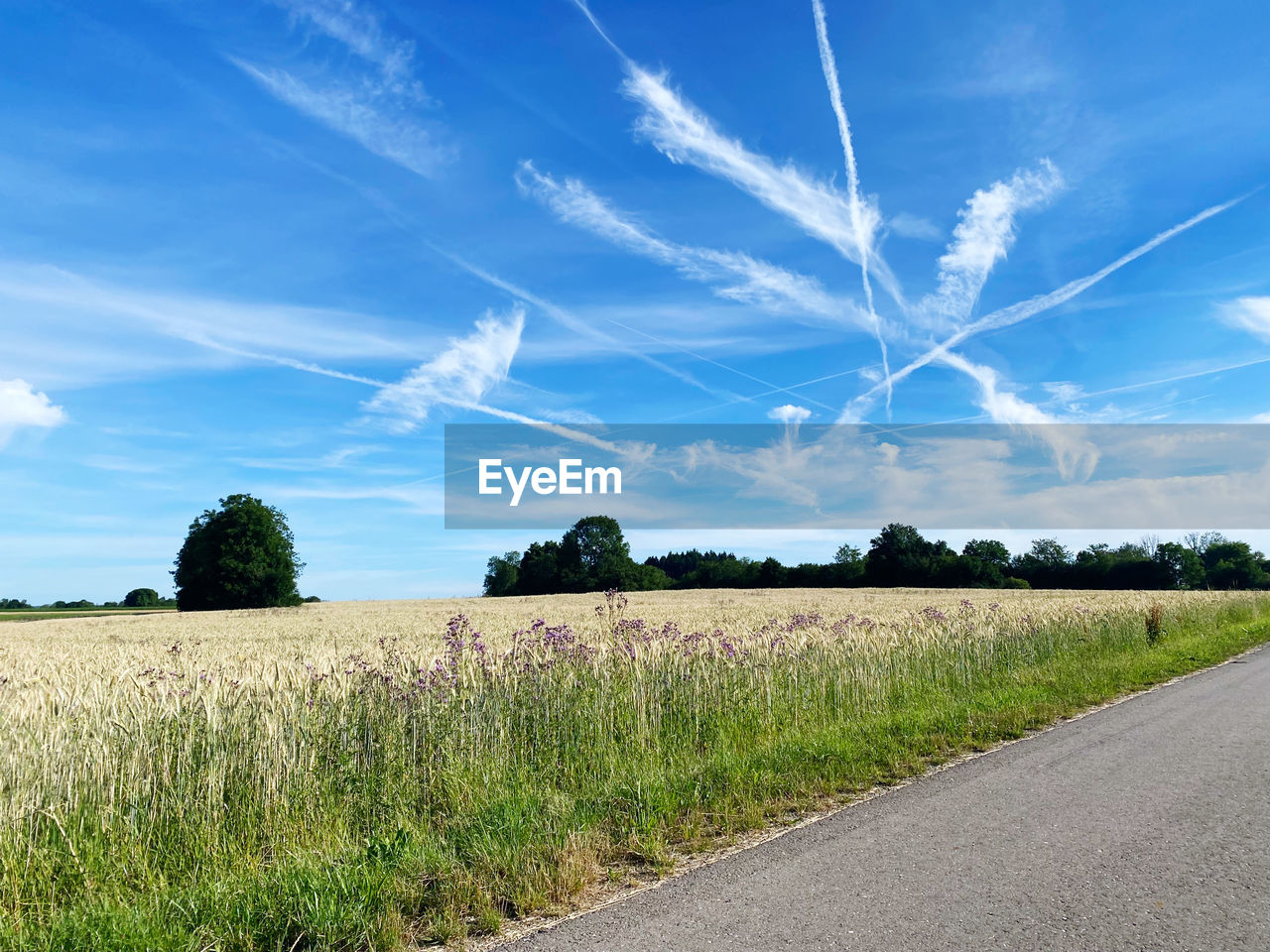 sky, landscape, plant, horizon, cloud, rural scene, environment, field, agriculture, land, nature, road, blue, grass, crop, cereal plant, plain, beauty in nature, no people, scenics - nature, tree, growth, grassland, tranquility, transportation, food, farm, rural area, outdoors, prairie, tranquil scene, day, food and drink, summer, sunlight, corn, horizon over land, barley, non-urban scene, the way forward, idyllic, vanishing point, diminishing perspective