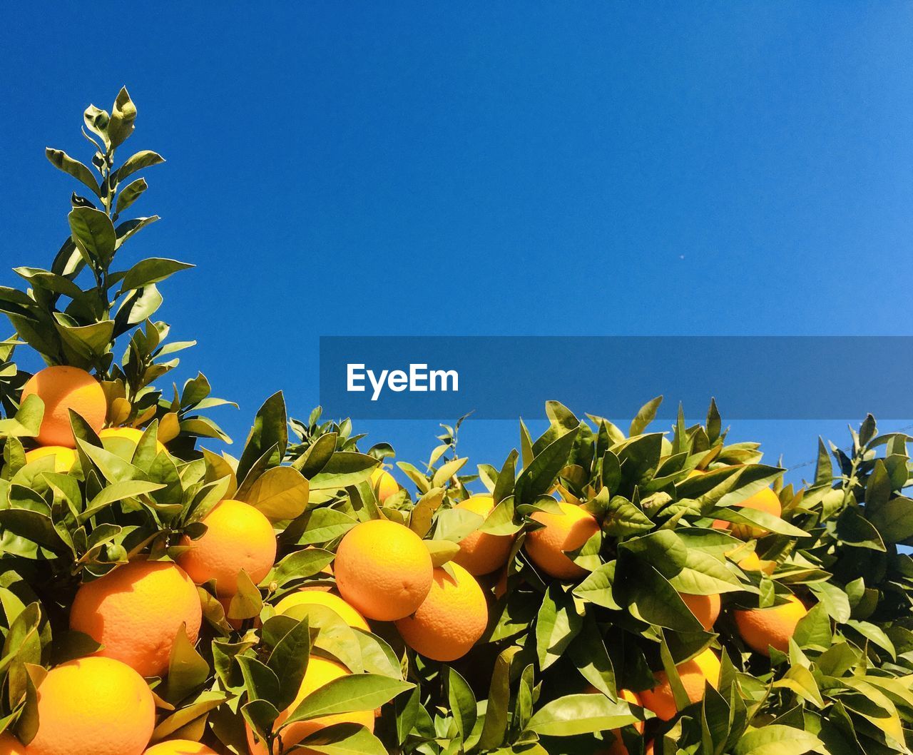 LOW ANGLE VIEW OF YELLOW PLANTS AGAINST BLUE SKY