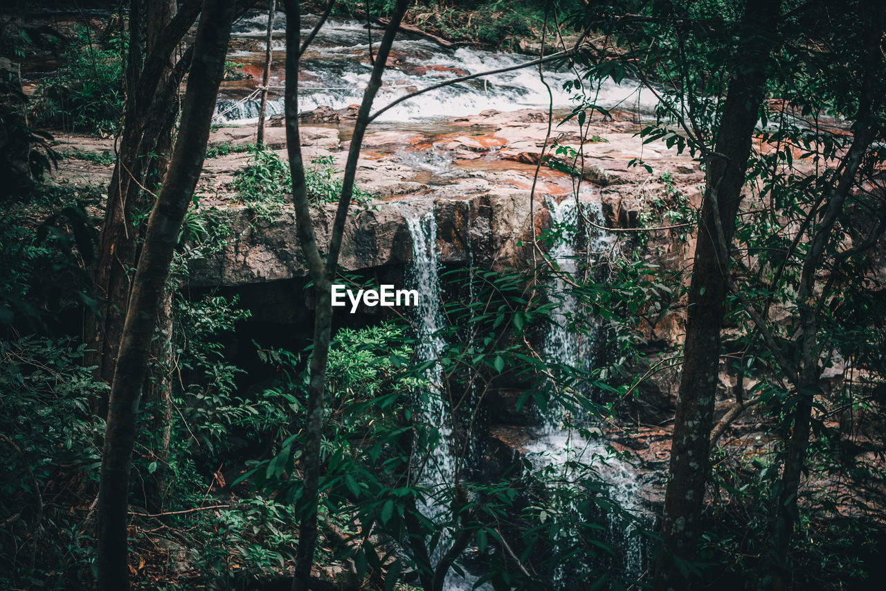 Plants and trees in forest