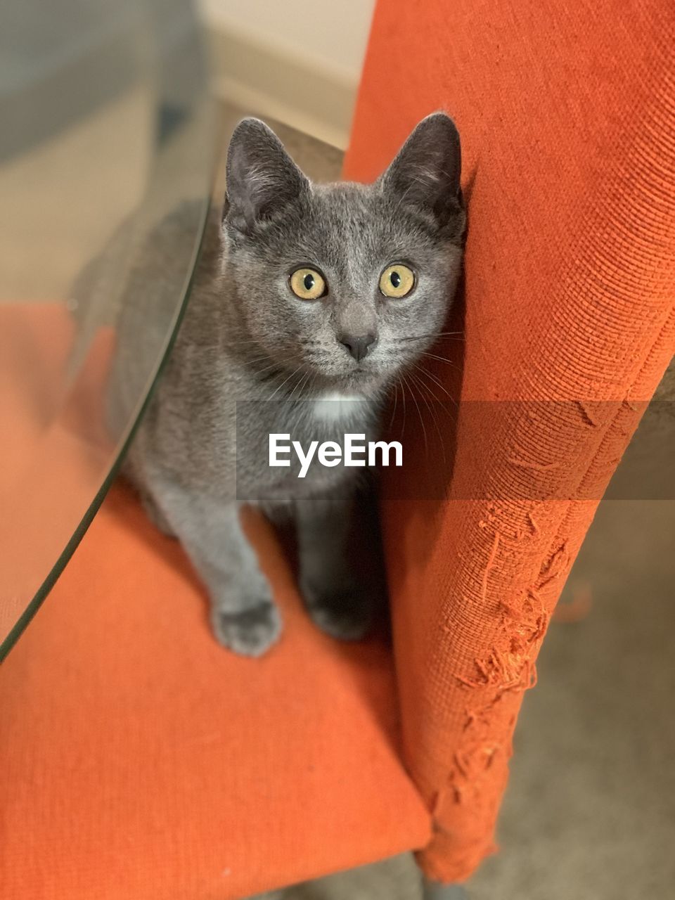 PORTRAIT OF BLACK CAT ON ORANGE