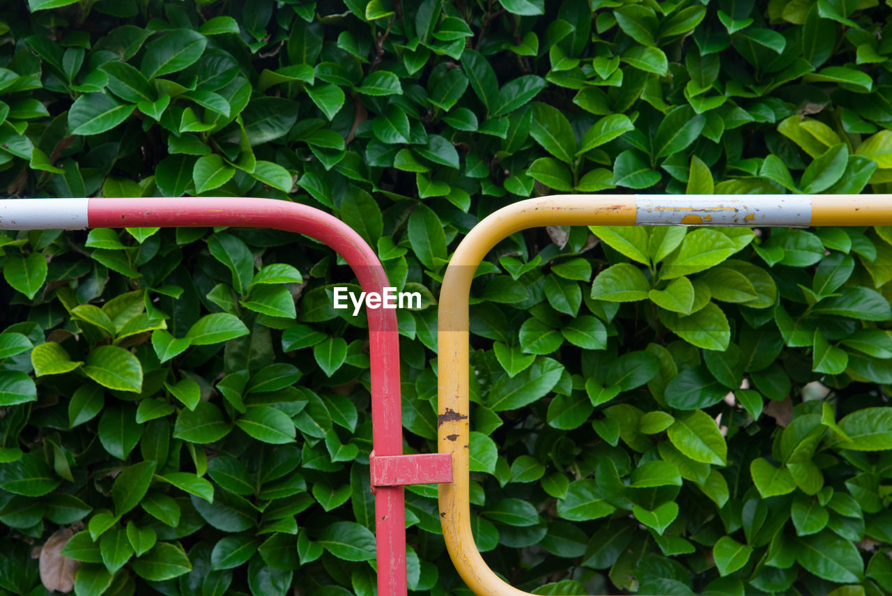 Close-up of plant growing in pipe. close-up of barriers. 