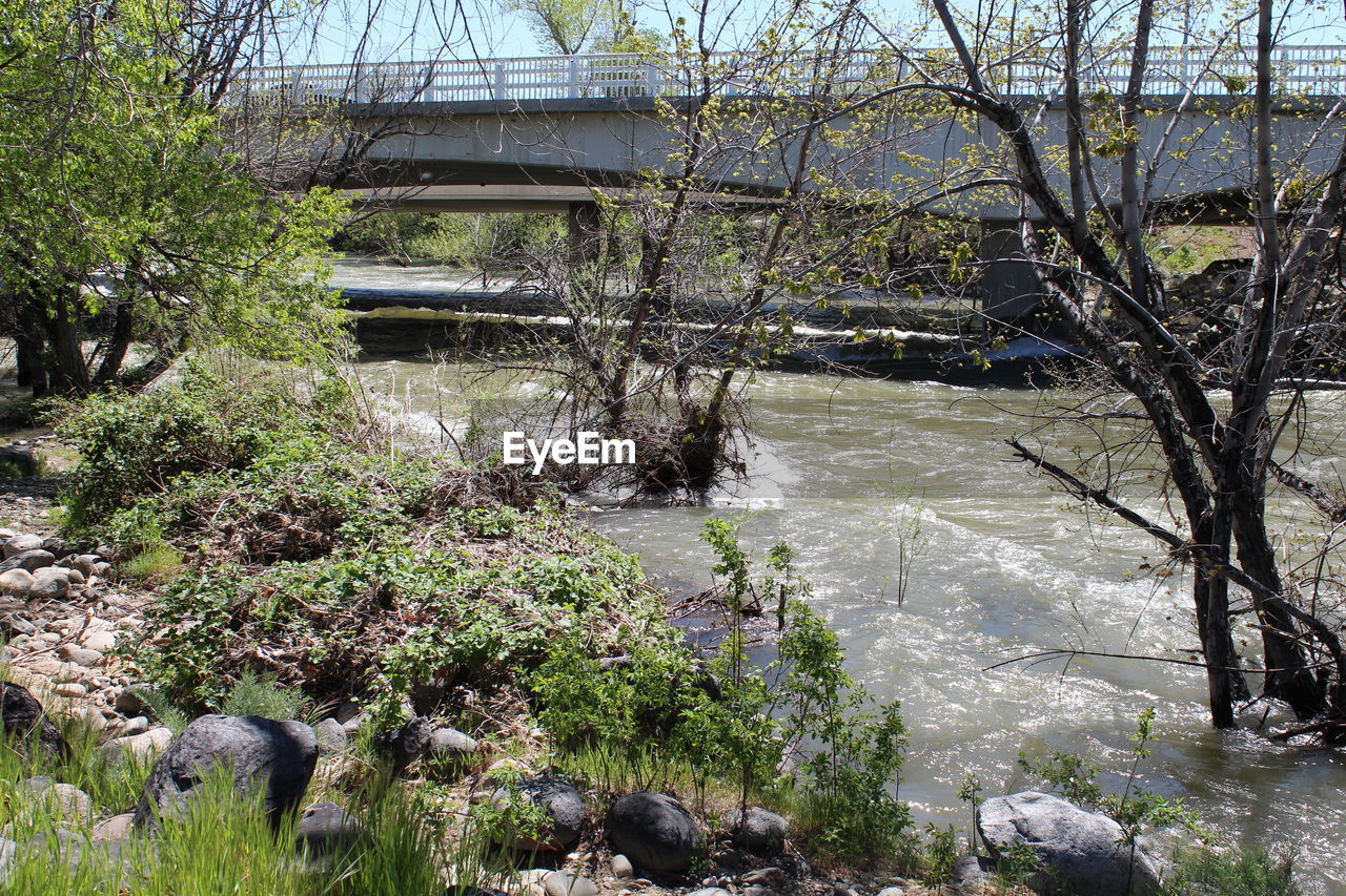 PLANTS GROWING IN RIVER AGAINST SKY