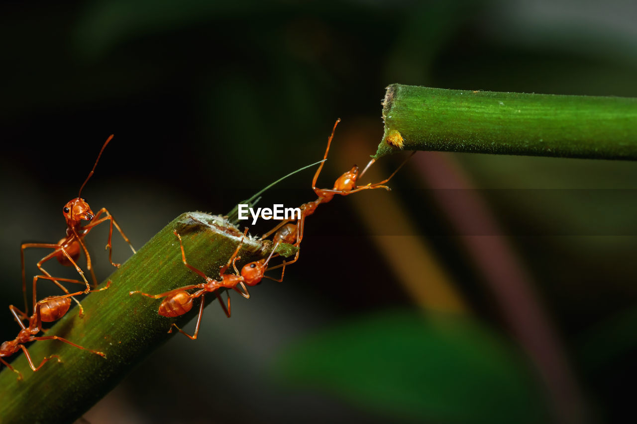 CLOSE-UP OF GRASSHOPPER ON PLANT